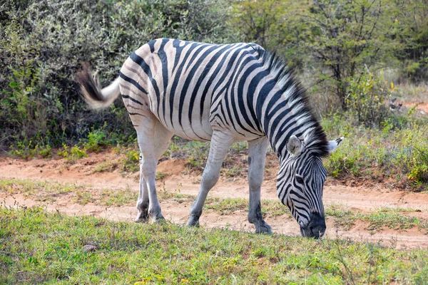 Afrika Çalılıklarında Güzel Soyulmuş Zebra Kafası Khama Rhino Sanctuary Rezervasyon — Stok fotoğraf