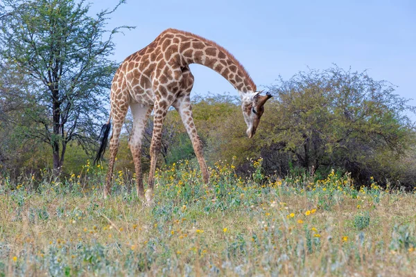 Żyrafa Południowoafrykańska Ładny Portret Dzikiego Zwierzęcia Żywiącego Się Ziemi Sanktuarium — Zdjęcie stockowe
