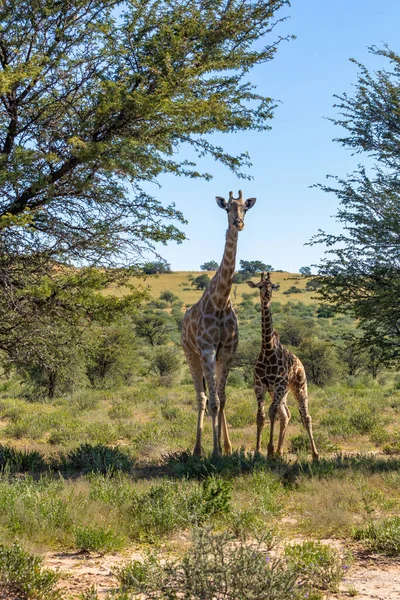 Jolie Girafe Avec Veau Kalahari Désert Vert Après Saison Des — Photo