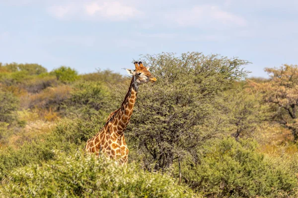 Южноафриканский Жираф Милый Портрет Дикого Животного Спрятанного Естественной Среде Обитания — стоковое фото