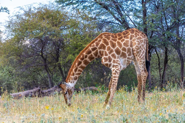 Sydafrikansk Giraff Gulligt Porträtt Vilda Djur Utfodring Från Marken Khama — Stockfoto