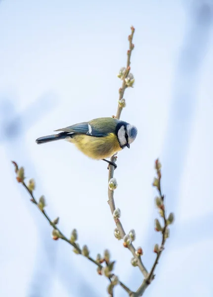 Обыкновенная Птица Евразийская Голубая Синица Cyanistes Caeruleus Природе Сидит Ветке — стоковое фото