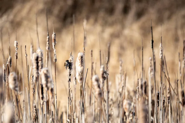 在芦苇带的欧亚树麻雀 European Wildlife Czech Republic — 图库照片