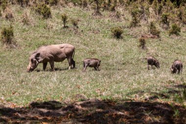 Doğal habitat Bale Dağı 'nda domuz yavruları olan domuz ailesi, Phacochoerus Aethiopicus. Etiyopya, Afrika safarisi vahşi yaşam