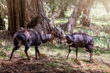 Fighting two endemic animals Menelik Bushbuck in natural habitat, Tragelaphus scriptus menelik, Bale Mountain, Ethiopia, Africa safari wildlife clipart