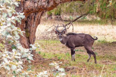 Güzel bir hayvan, doğal yaşam alanında Nyala Dağı 'nın erkeği. Endemik antilop, Bale Dağları Etiyopya, safari, vahşi yaşam