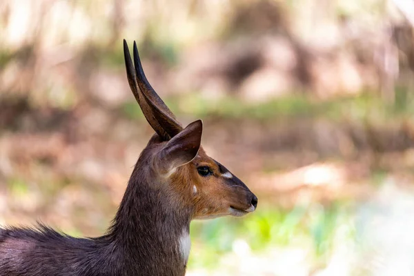 当地特有的动物自然栖息地的Menelik Bushbuck Tragelaphus Scriptus Menelik Bale Mountain Ethiopia Africa Safari — 图库照片