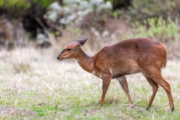 Vackert Djur Hona Mountain Nyala Naturlig Miljö Endemisk Antilop Bala — Stockfoto