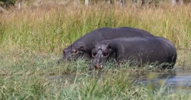 Hippopotamus Botsvana Afrika Safari Yaban Hayatı