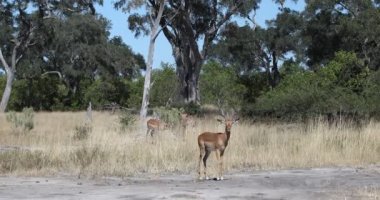 Impala antilobu Namibya, Afrika safarisi vahşi yaşam