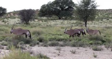 Gemsbok, Kalahari 'deki Oryx ceylanı