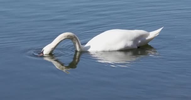 Дикий немой лебедь весной на пруду — стоковое видео