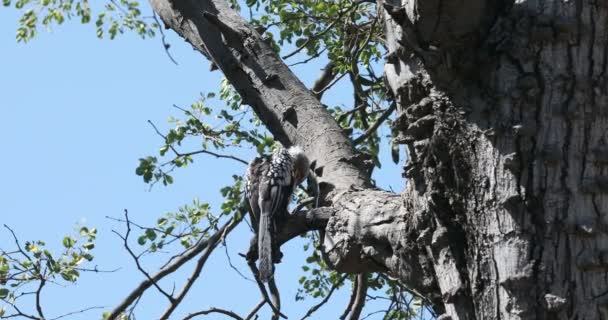 Bird Rödnäbbad Hornbill, Namibia, Afrika Wildlife — Stockvideo