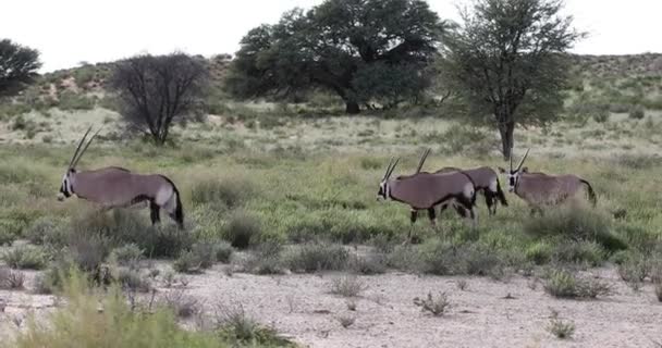 ジェムズボク、カラハリのオリックスガゼラ — ストック動画