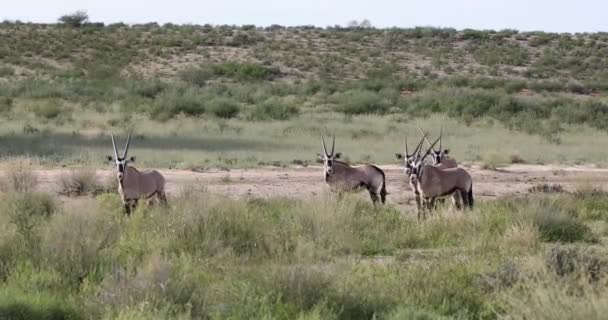 Gemsbok, Oryx gazella in der Kalahari — Stockvideo