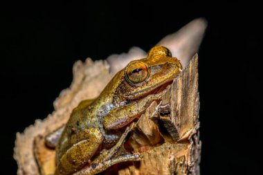 Ağaç kurbağası Boophis rhodoscelis, Mantellidae familyasının gece kurbağası. Masoala Ulusal Parkı, Madagaskar Vahşi Yaşam ve Yaban Hayatı