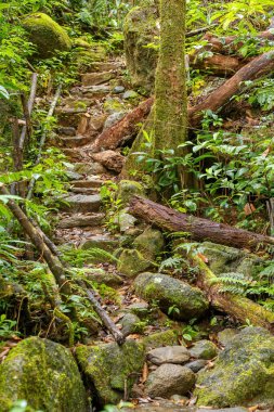 Madagaskar 'daki Masoala Ulusal Parkı' nın birincil yağmur ormanlarının güzel manzarası, UNESCO 'nun dünya mirası alanı. Afrika vahşi doğası