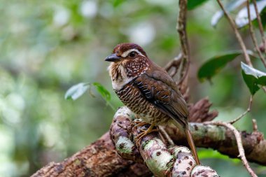 Kısa bacaklı zemin silindiri, Brachypteracias leptosomus, Madagaskar 'da bir ağaca tünemiş. Masoala Ulusal Parkı, Afrika Vahşi Yaşam
