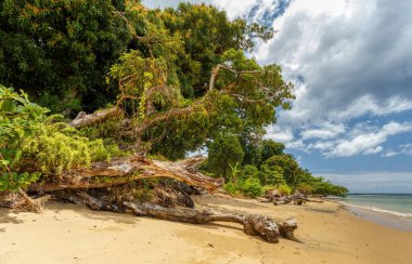 Madagaskar, Masoala Ulusal Parkı 'ndaki güzel rüya cenneti plajı. Vahşi doğa sahnesi
