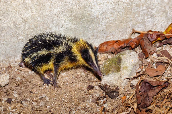 Madagaskar Masoala Nın Yağmur Ormanlarında Korunaklı Bir Duruş Sergileyen Yerli — Stok fotoğraf