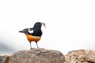 Ahşap Kütük'te Cliff Chat ile alay etmek. Alay eden uçurum sohbeti, Thamnolaea cinnamomeiventrid, Gondar, Etiyopya, Afrika yaban hayatı taş üzerinde tüneiyor
