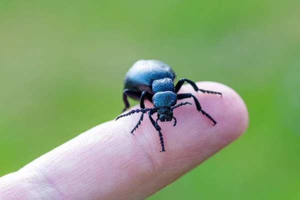 Gran Escarabajo Venenoso Del Aceite Violeta Meloe Violaceus Dedo Humano — Foto de Stock