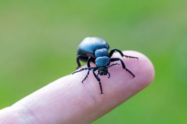 Stora Giftiga Violetta Oljeskalbaggar Meloe Violaceus Mänskligt Finger Det Vår — Stockfoto