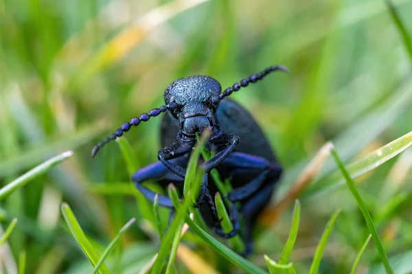Gran Escarabajo Venenoso Del Aceite Violeta Que Alimenta Gras Verdes — Foto de Stock