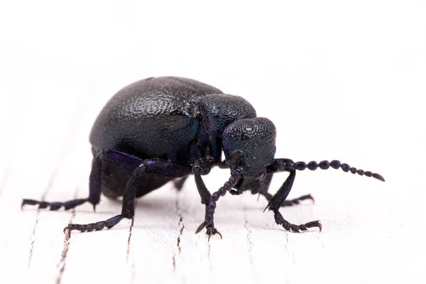 Gros Coléoptère Venimeux Huile Violette Nourrissant Isolé Sur Blanc Macro — Photo