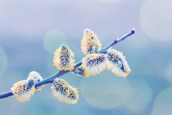 Pussy Willow Willow Branches Bloom Spring Concept Easter Holiday Background — Stock Photo, Image