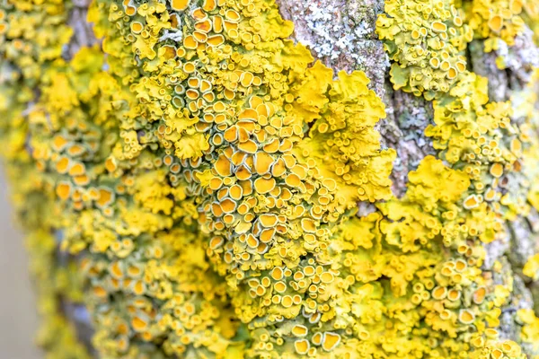 Winter Background Parasitic Fungus Twig Shallow Focus — Stock Photo, Image