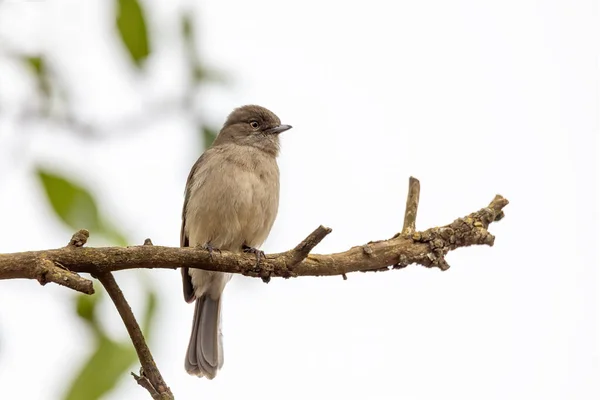 Bird Abyssinian Slaty Flycatcher Melaenornis Chocolatinus Perched Tree Branch Gondar — Stock Photo, Image