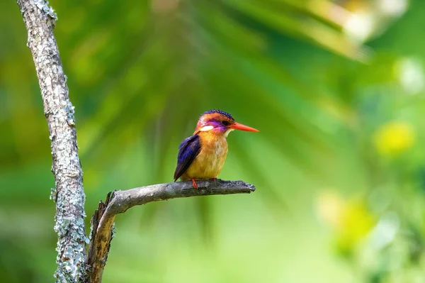 Μικρό Πουλί Αφρικής Πυγμαίος Kingfisher Ispidina Picta Είναι Ένα Μικρό — Φωτογραφία Αρχείου