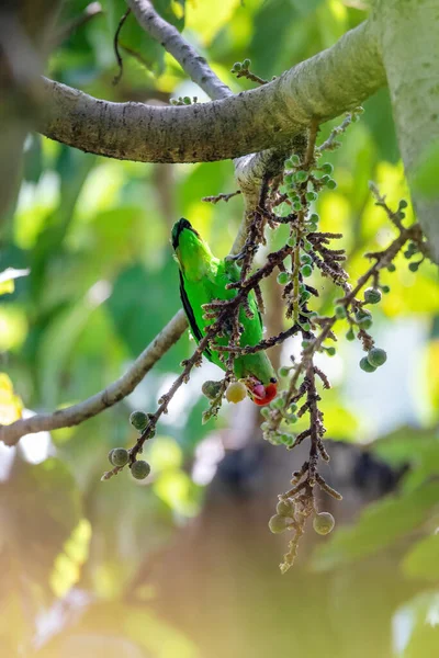 날개의 Agapornis Taranta 위에서 먹이를 먹는데 아비시니아 Abyssinian Lovebird 알려져 — 스톡 사진