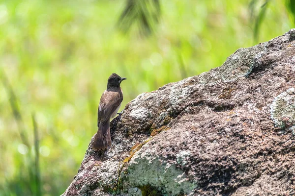 Πουλί Κοινή Bulbul Pycnonotus Barbatus Είναι Μέλος Της Οικογένειας Bulbul — Φωτογραφία Αρχείου