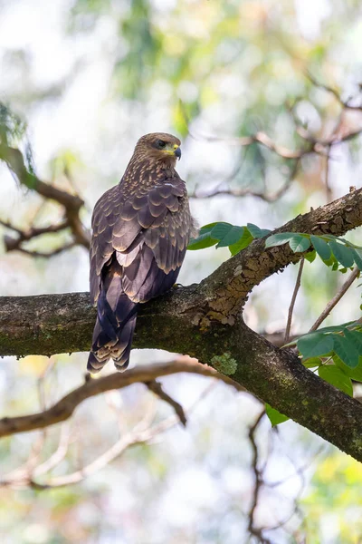 Bird Prey Black Kite Sittings Tree Branch Milvus Migrans Wondo — Stock Photo, Image