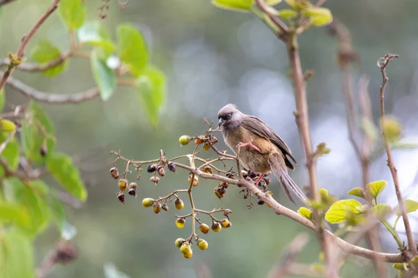 美しい小さな鳥スペックルドマウスバード Colius Striatus 木に果実を与えています エチオピアの野生動物ゴンドール — ストック写真