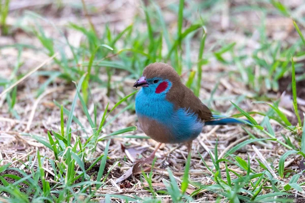 Bird Red Cheeked Cordon Bleu Uraeginthus Bengalus Small Passerine Bird — Stock Photo, Image