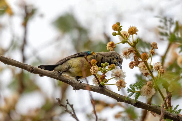 Πουλί Μεταβλητή Sunbird Κίτρινο Bellied Sunbird Cinnyris Venustus Πρώην Nectarinia — Φωτογραφία Αρχείου