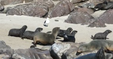 Cape Cross, Namibya 'daki kahverengi fok kolonisi.