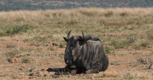 Mavi antilop Gnu, Pilanesberg Afrika vahşi yaşam safarisi — Stok video