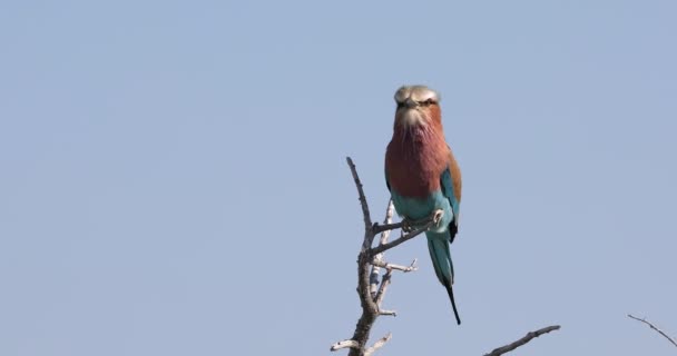 Vogel Lilac-brested roller, Afrika safari en wilde dieren — Stockvideo