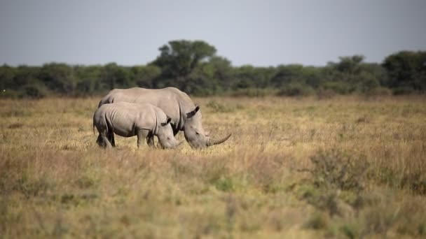 Rinoceronte blanco Botswana, África fauna — Vídeos de Stock