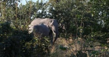Moremi Afrika Fili, Botsvana safari yaban hayatı
