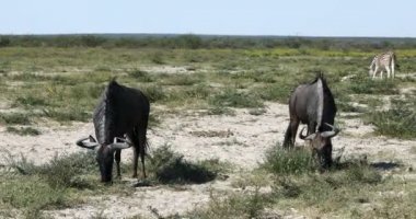 Mavi antilop Gnu, Namibya Afrika vahşi yaşam safarisi