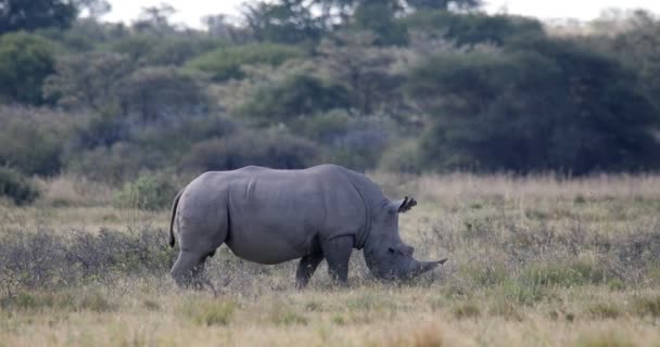 Rinoceronte blanco Botswana, África fauna — Vídeo de stock