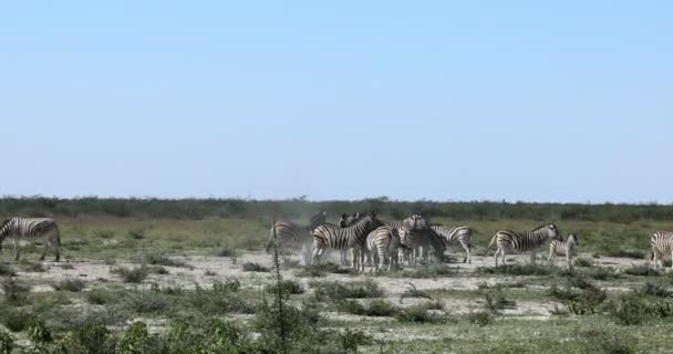 Зебра в кустах, Африка Намибия — стоковое видео