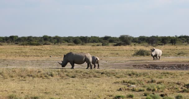 Bílý nosorožec Botswana, africká volně žijící zvěř — Stock video