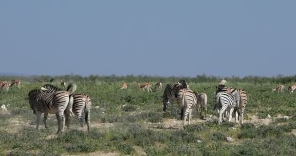 Zebra çalılıkta, Namibya Afrika vahşi yaşamı — Stok video