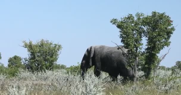 Éléphant d'Afrique en Namibie, faune safari en Afrique — Video